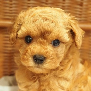 トイプードル(トイ)【愛知県・男の子・2024年3月29日・レッド】の写真「まあるい目がかわいいトイプードル」