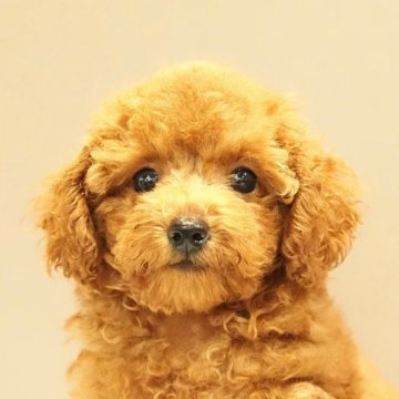 トイプードル(タイニー)【愛知県・女の子・2024年5月19日・レッド】の写真「健康!元気!愛嬌たっぷり！生後74日1.1㎏」