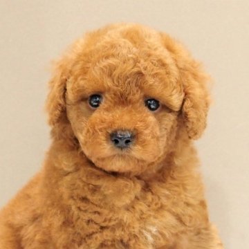 トイプードル(トイ)【愛知県・男の子・2023年9月21日・レッド】の写真「おっとりタイプ・骨格しっかり健康的なトイプードル」