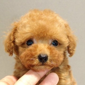 トイプードル(タイニー)【愛知県・男の子・2023年7月5日・レッド】の写真「期間限定8/31迄・タイニーサイズレッド男の子」