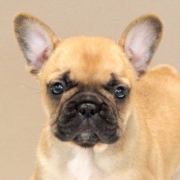 フレンチブルドッグ【愛知県・女の子・2023年9月1日・フォーン】の写真「むっちりかわいい健康なフレンチブルドッグ」