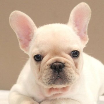 フレンチブルドッグ【愛知県・男の子・2023年9月1日・クリーム】の写真「むっちりかわいい健康なフレンチブルドッグ」