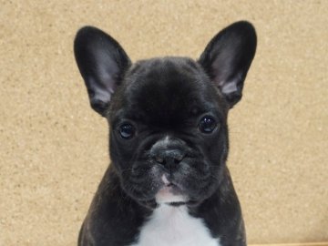 フレンチブルドッグ【愛知県・男の子・2021年12月15日・ブリンドル&ホワイト】の写真「愛嬌たっぷりです！ブリンドル&ホワイト」