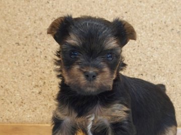 ヨークシャーテリア【愛知県・女の子・2022年1月8日・スチールブルー&タン】の写真「かわいいヨーキーの女の子！」