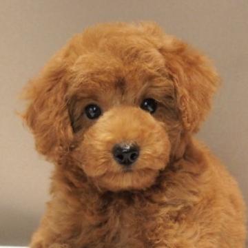 トイプードル(トイ)【愛知県・男の子・2022年6月2日・レッド】の写真「健康で元気なレッドの男の子です!」