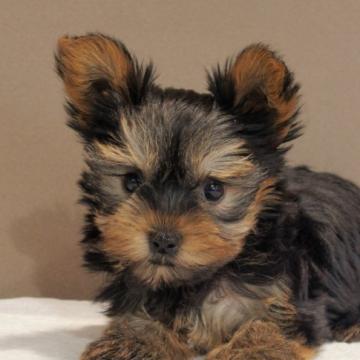 ヨークシャーテリア【愛知県・女の子・2022年8月9日・スティールブルー&タン】の写真「小振!父1.6㎏母1.75㎏健康なヨーキー女の子!」