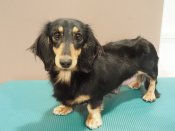 ミニチュアダックスフンド(ロング)【・女の子・2023年5月20日・ブラック&タン】