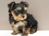 ヨークシャーテリア【愛知県・男の子・2024年2月28日・スチールブルー&タン】の写真2