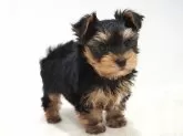 ヨークシャーテリア【愛知県・男の子・2024年2月28日・スチールブルー&タン】の写真3