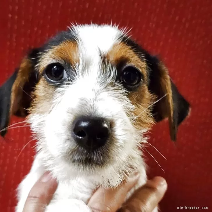 O.U 様のお迎えした子犬