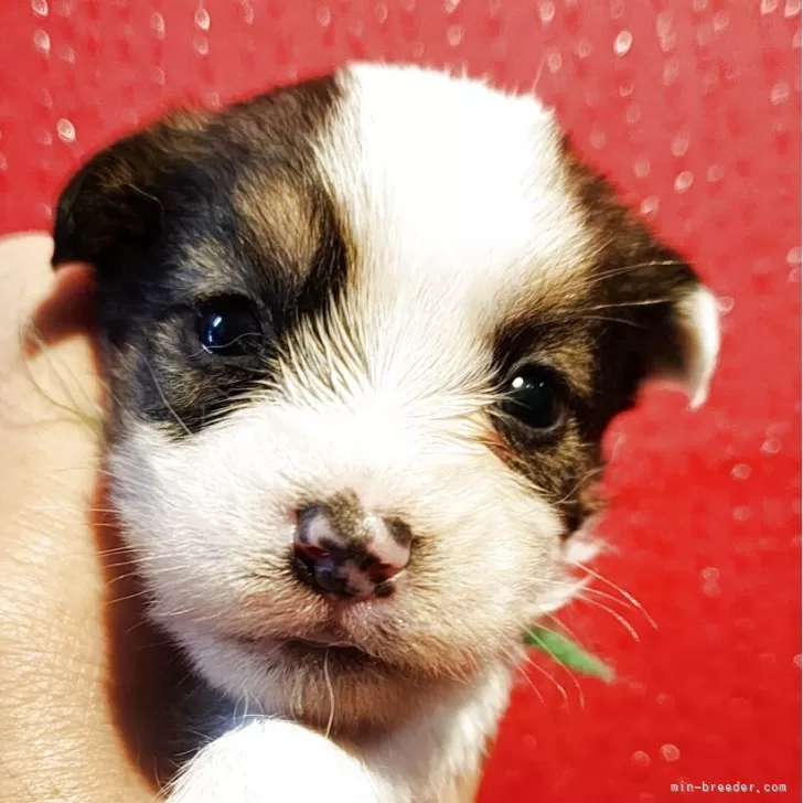 ID：2505-00079の子犬