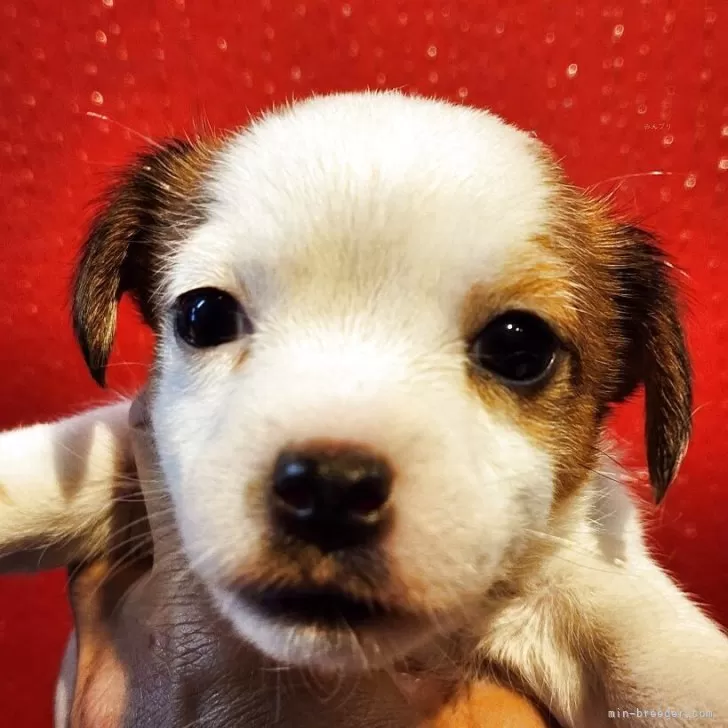 ID:2505-00039の子犬