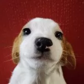 ジャックラッセルテリア