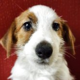 ジャックラッセルテリア