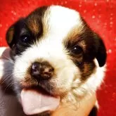 ジャックラッセルテリア【茨城県・男の子・2025年4月8日・トライカラー】の写真3