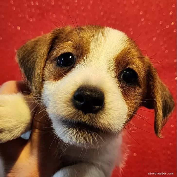 ID：2410-03987の子犬
