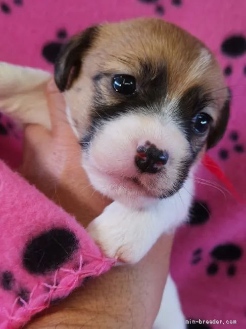 ID:2204-01981の子犬