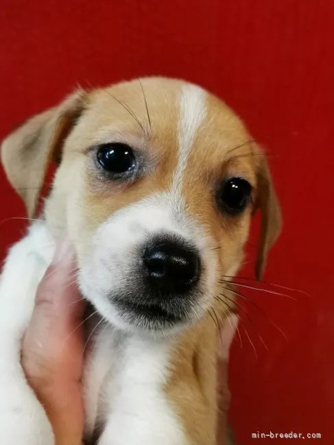 ID：2107-02610の子犬