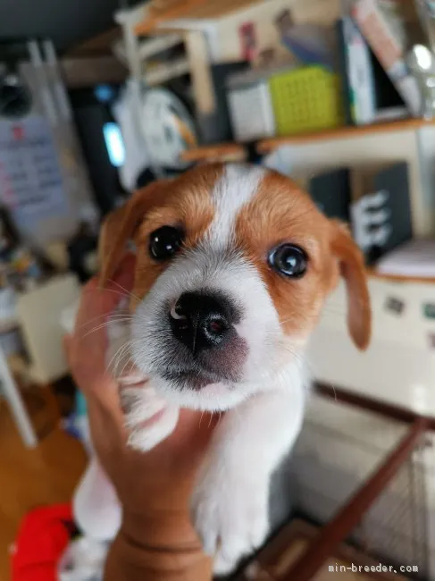 ID:2011-02788の子犬