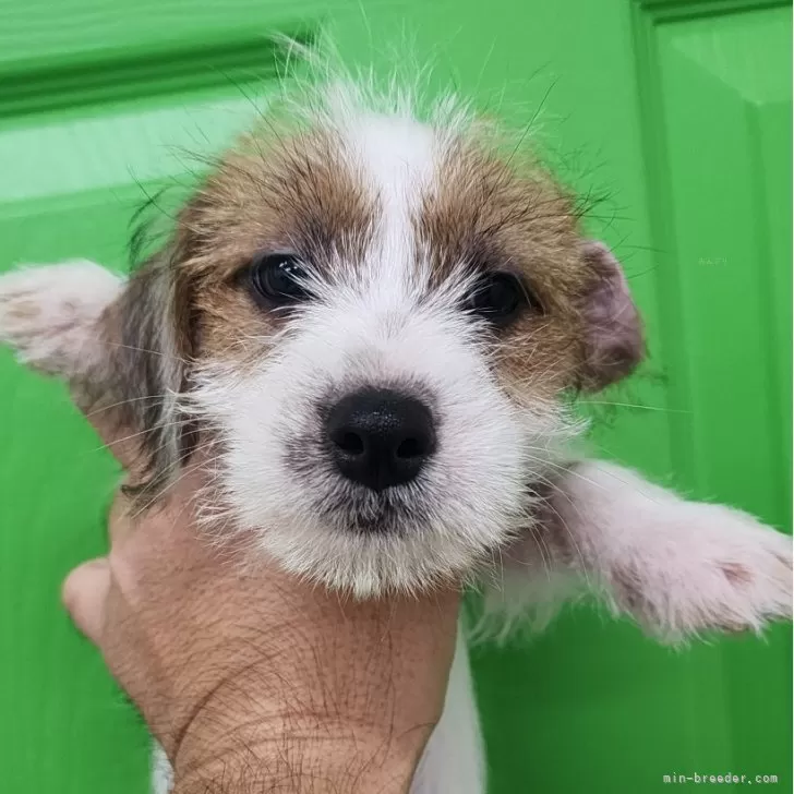 ID：2410-00979の子犬