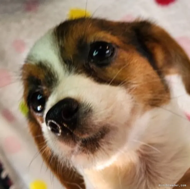 ID：2306-05839の子犬