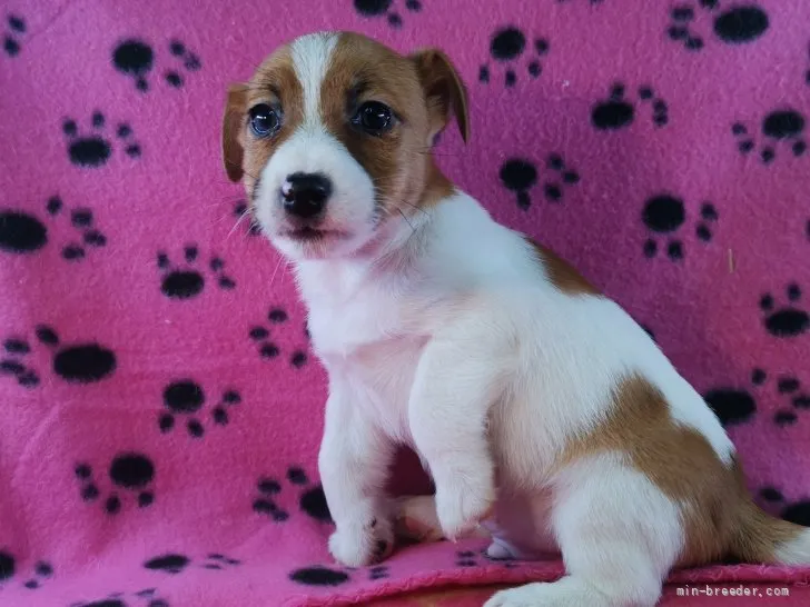 ID：2111-02775の子犬