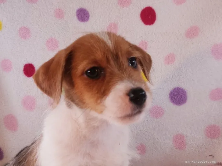 ID：2111-02321の子犬