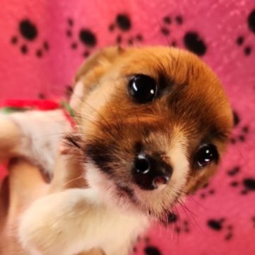 ジャックラッセルテリア【茨城県・女の子・2023年1月20日・ホワイト&タン】の写真「目力しっかりのイケメン娘です❤」