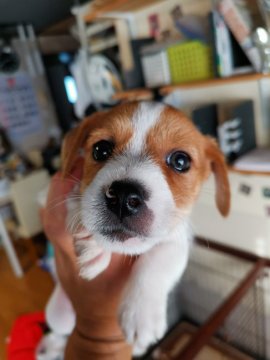 ジャックラッセルテリア【茨城県・男の子・2020年10月23日・ホワイト&タン】の写真「好奇心旺盛な長男君」