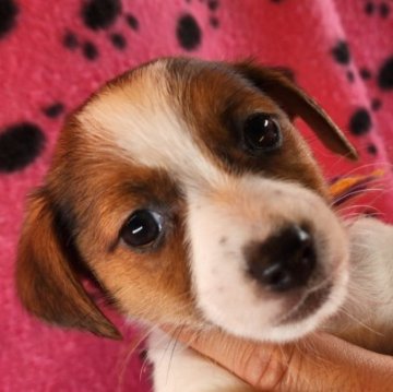 ジャックラッセルテリア【茨城県・女の子・2023年1月17日・ホワイト&タン】の写真「可愛さと凛々しさを兼ね備えた娘です❤」