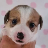 ジャックラッセルテリア【茨城県・男の子・2022年5月14日・ホワイト&タン】の写真1「おっとり君で可愛いですよ～😆」