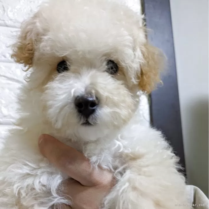 ID:2502-02727の子犬