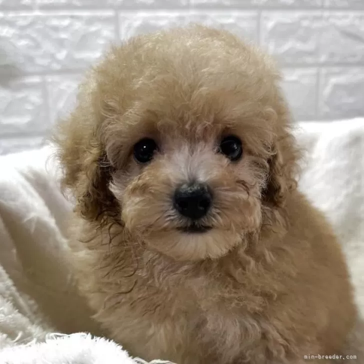 ID：2508-04260の子犬