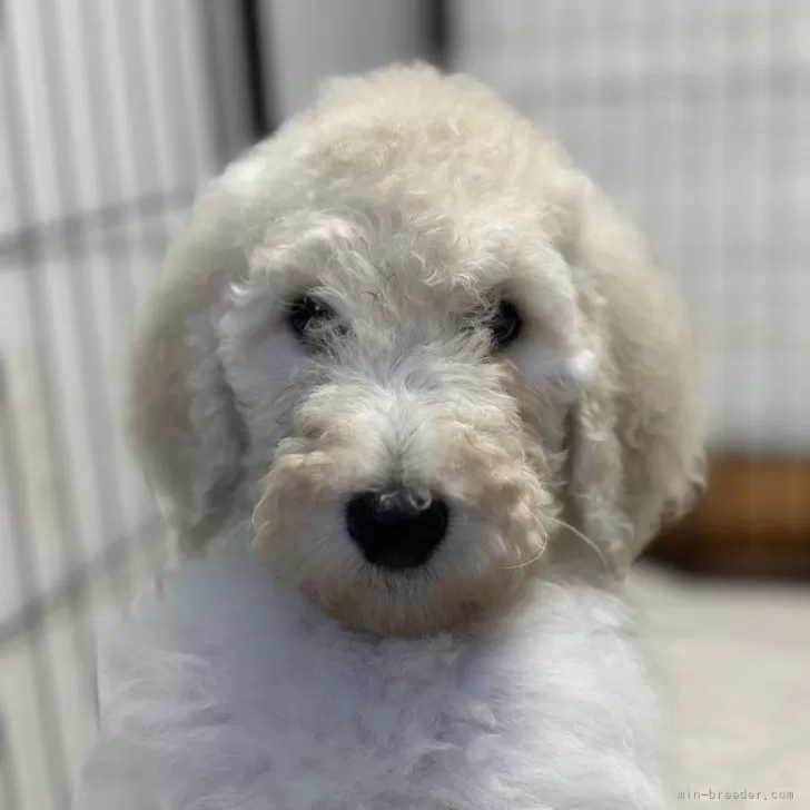 ID：2501-04937の子犬