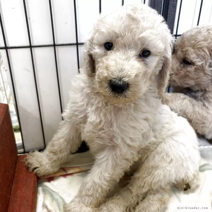 M.K 様のお迎えした子犬