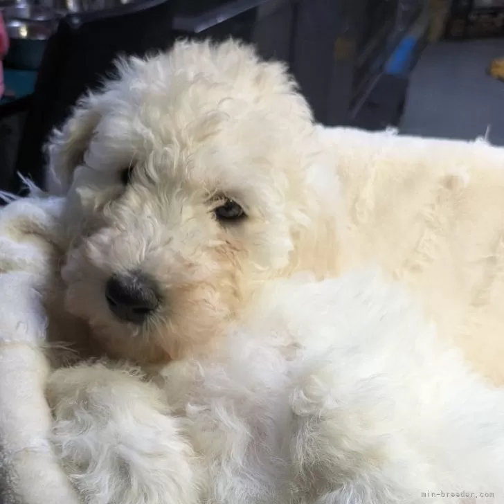 ID：2501-05591の子犬