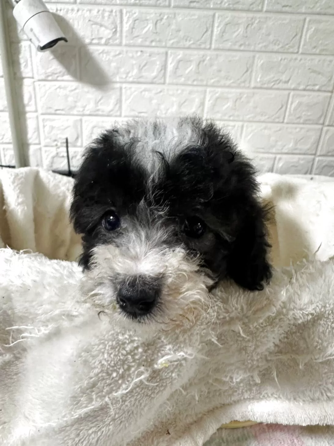 ID:2508-05787の子犬