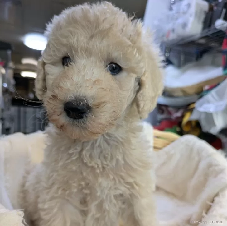 ID：2501-04967の子犬