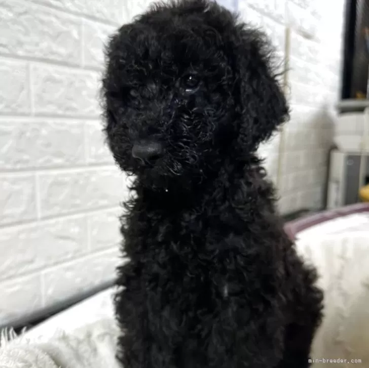 ID：2508-04093の子犬