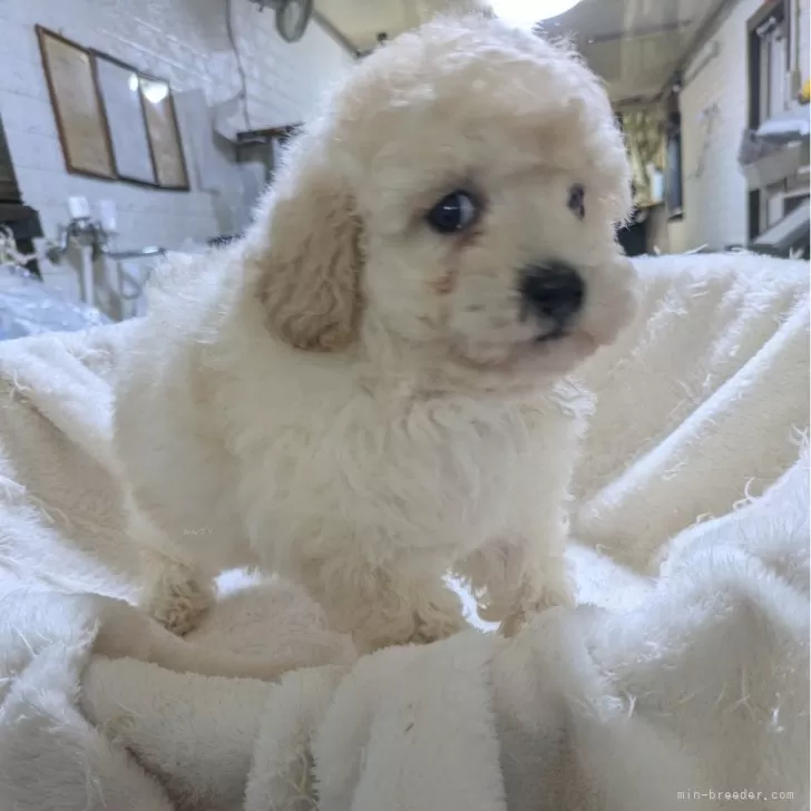 ID：2501-07390の子犬