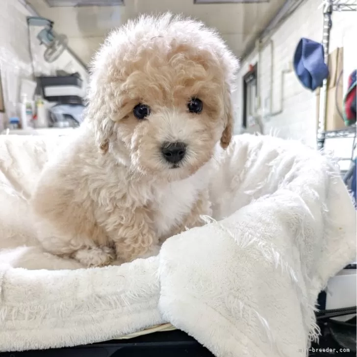 M 様のお迎えした子犬