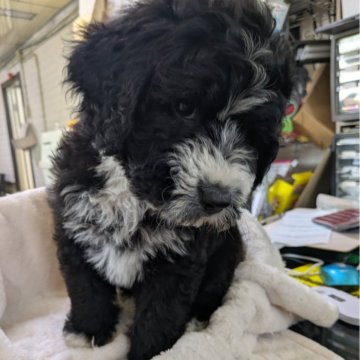 ミックス(オールドイングリッシュシープドッグ×プードル)【熊本県・男の子・2025年1月23日・ブラック ホワイト】の写真「シーパドゥードゥル男の子」