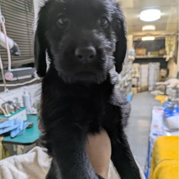 ラブラドゥードル(プードル×ラブラドールレトリバー)【熊本県・女の子・2024年11月30日・ブラック】の写真「元気な黒い女の子」