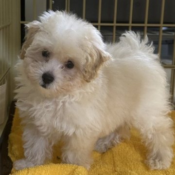 トイプードル(トイ)【熊本県・男の子・2024年9月22日・クリーム】の写真「かみあわせアンダー（受口）」