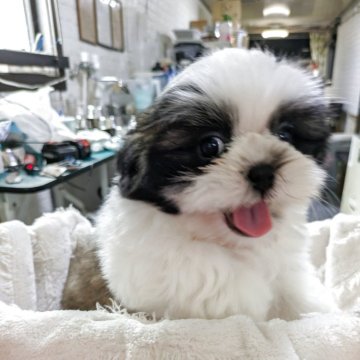 シーズー【熊本県・男の子・2025年3月31日・ホワイト•ゴールド】の写真「元気な男の子」