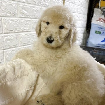 スタンダードプードル【熊本県・男の子・2025年9月23日・クリーム】の写真「男の子」