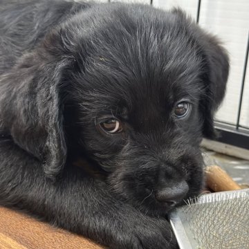 ラブラドゥードル(プードル×ラブラドールレトリバー)【熊本県・女の子・2024年11月30日・ブラック】の写真「顔立ちラブラドール、抜け毛少なさそう（イイ感じ）」