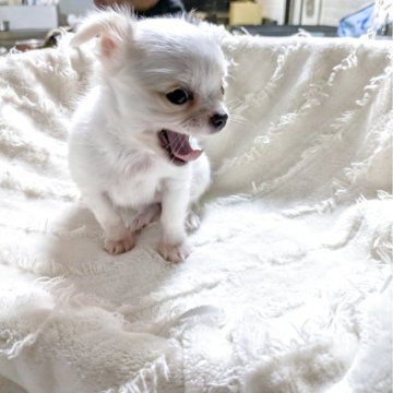 チワワ(ロング)【熊本県・女の子・2025年9月6日・ホワイト】の写真「とっても小さな女の子」
