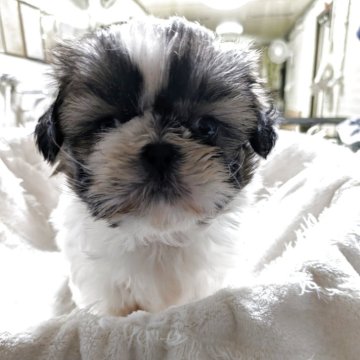 シーズー【熊本県・男の子・2025年10月21日・ホワイト&ゴールド】の写真「男の子」
