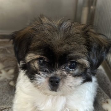 ミックス(シーズー×チワワ)【熊本県・男の子・2024年12月1日・ホワイト&ゴールド】の写真「シーズーチワワ」